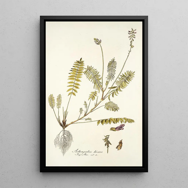 Nikolaus Joseph Freiherr von Jacquin - Astragalus hians.webp