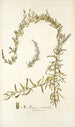 Axyris ceratoides - Nikolaus Joseph Freiherr von Jacquin — weergave van het kunstwerk