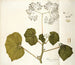 Begonia dichotome - Nikolaus Joseph Freiherr von Jacquin — weergave van het kunstwerk