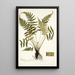 Blechnum occidentale - Nikolaus Joseph Freiherr von Jacquin — ingelijst kunstwerk aan de muur