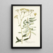 Bupleurum arborescens - Nikolaus Joseph Freiherr von Jacquin — framed artwork on a wall