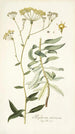 Bupleurum arborescens - Nikolaus Joseph Freiherr von Jacquin — artwork view