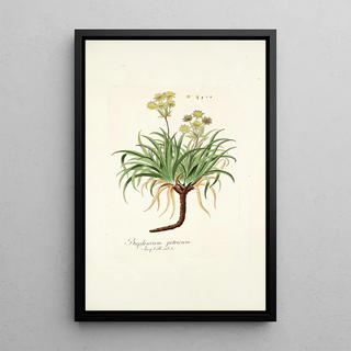 Nikolaus Joseph Freiherr von Jacquin - Bupleurum petraeum.webp