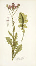Cacalia villosa - Nikolaus Joseph Freiherr von Jacquin — weergave van het kunstwerk