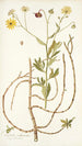Calendula arborescens - Nikolaus Joseph Freiherr von Jacquin — weergave van het kunstwerk