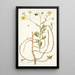 Calendula arborescens - Nikolaus Joseph Freiherr von Jacquin — ingelijst kunstwerk aan de muur