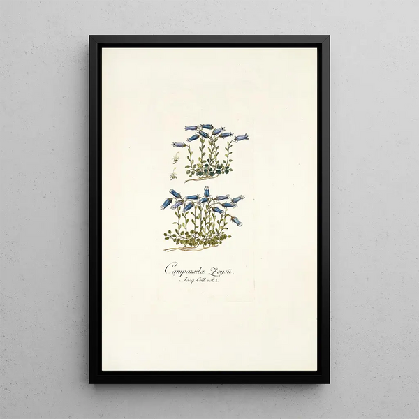 Nikolaus Joseph Freiherr von Jacquin - Campanula zoysii.webp