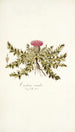 Carduus acaulis - Nikolaus Joseph Freiherr von Jacquin — weergave van het kunstwerk