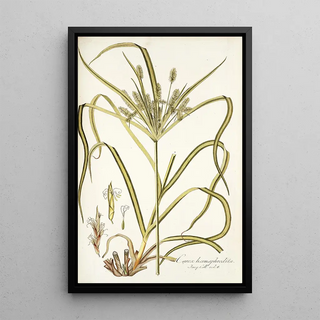 Nikolaus Joseph Freiherr von Jacquin - Carex hermaphrodita.webp