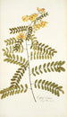 Cassia crista - Nikolaus Joseph Freiherr von Jacquin — weergave van het kunstwerk