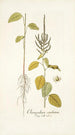 Chenopodium caudatum - Nikolaus Joseph Freiherr von Jacquin — weergave van het kunstwerk