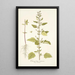 Chenopodium guineense - Nikolaus Joseph Freiherr von Jacquin — ingelijst kunstwerk aan de muur