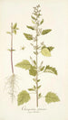 Chenopodium guineense - Nikolaus Joseph Freiherr von Jacquin — weergave van het kunstwerk