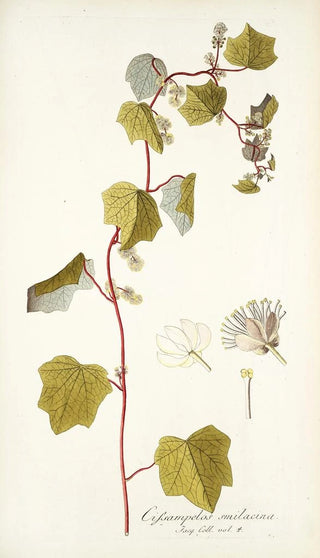 Nikolaus Joseph Freiherr von Jacquin - Cissampelos smilacina.webp