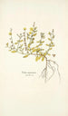 Cistus canariensis - Nikolaus Joseph Freiherr von Jacquin — weergave van het kunstwerk