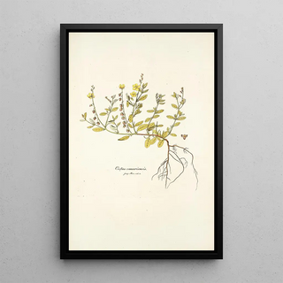 Nikolaus Joseph Freiherr von Jacquin - Cistus canariensis.webp