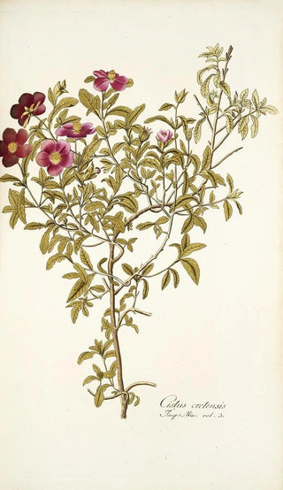 Nikolaus Joseph Freiherr von Jacquin - Cistus cretensis.webp