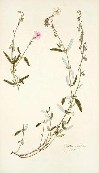Nikolaus Joseph Freiherr von Jacquin - Cistus mutabilis.webp