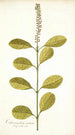 Citharexylum erectum - Nikolaus Joseph Freiherr von Jacquin — weergave van het kunstwerk