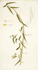 Commelina longicaulis - Nikolaus Joseph Freiherr von Jacquin — weergave van het kunstwerk
