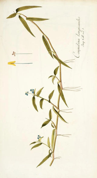 Nikolaus Joseph Freiherr von Jacquin - Commelina longicaulis.webp