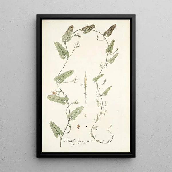 Nikolaus Joseph Freiherr von Jacquin - Convolvulus crenatus.webp