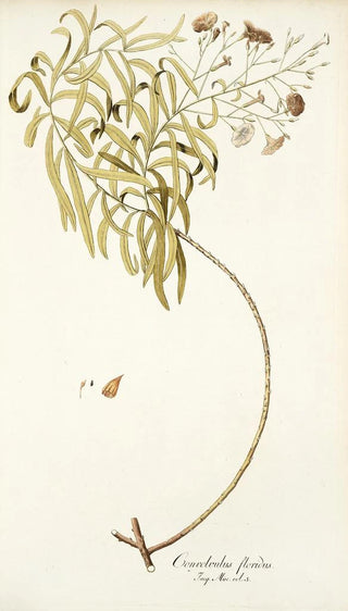 Nikolaus Joseph Freiherr von Jacquin - Convolvulus floridus.webp