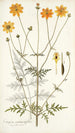 Coreopsis artemisiaefolia - Nikolaus Joseph Freiherr von Jacquin — weergave van het kunstwerk