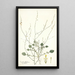 Crambe filiformis - Nikolaus Joseph Freiherr von Jacquin — ingelijst kunstwerk aan de muur