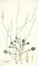 Crambe filiformis - Nikolaus Joseph Freiherr von Jacquin — weergave van het kunstwerk