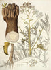 Crambe tartaria - Nikolaus Joseph Freiherr von Jacquin — weergave van het kunstwerk