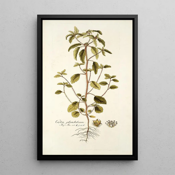 Nikolaus Joseph Freiherr von Jacquin - Croton glandulosum.webp