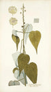 Croton pungens - Nikolaus Joseph Freiherr von Jacquin — weergave van het kunstwerk