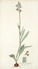 Cyanella orchidiformis - Nikolaus Joseph Freiherr von Jacquin — weergave van het kunstwerk