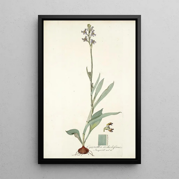 Nikolaus Joseph Freiherr von Jacquin - Cyanella orchidiformis.webp