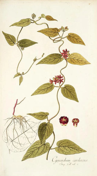 Nikolaus Joseph Freiherr von Jacquin - Cynanchum carolinense.webp