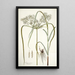 Cyperus distans - Nikolaus Joseph Freiherr von Jacquin — ingelijst kunstwerk aan de muur