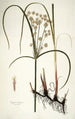 Cyperus longus - Nikolaus Joseph Freiherr von Jacquin — weergave van het kunstwerk