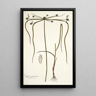 Nikolaus Joseph Freiherr von Jacquin - Cyperus viscosus.webp