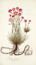 Dianthus sylvestris - Nikolaus Joseph Freiherr von Jacquin — weergave van het kunstwerk