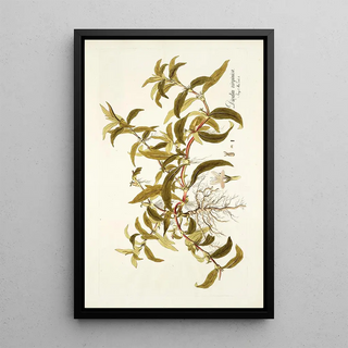 Nikolaus Joseph Freiherr von Jacquin - Diodia virginica.webp