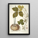 Dioscorea triphylla - Nikolaus Joseph Freiherr von Jacquin — ingelijst kunstwerk aan de muur