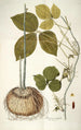 Dioscorea triphylla - Nikolaus Joseph Freiherr von Jacquin — weergave van het kunstwerk