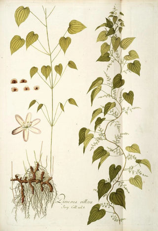 Nikolaus Joseph Freiherr von Jacquin - Dioscorea villosa.webp