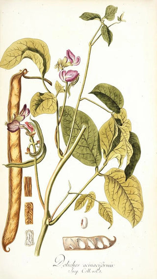 Nikolaus Joseph Freiherr von Jacquin - Dolichos acinaciformis.webp