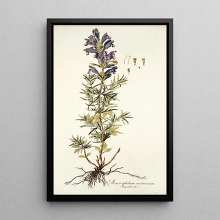 Nikolaus Joseph Freiherr von Jacquin - Dracocephalum austriacum.webp