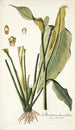 Dracontium lanceaefolium - Nikolaus Joseph Freiherr von Jacquin — weergave van het kunstwerk