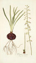 Drimia ciliaris - Nikolaus Joseph Freiherr von Jacquin — weergave van het kunstwerk