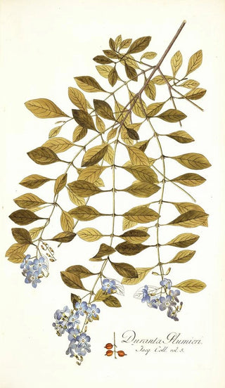 Nikolaus Joseph Freiherr von Jacquin - Duranta plumieri.webp