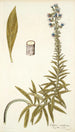 Echium candicans - Nikolaus Joseph Freiherr von Jacquin — weergave van het kunstwerk